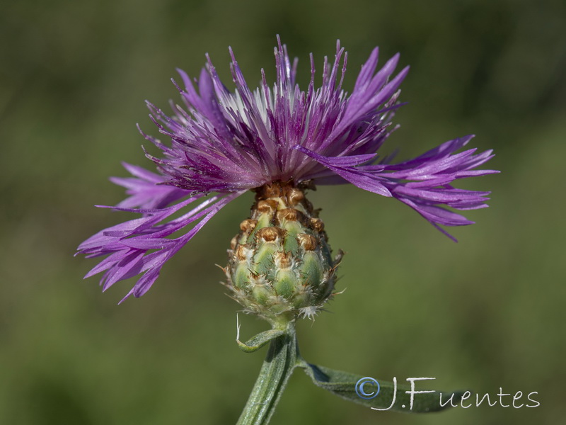 Centaurea diluta.07