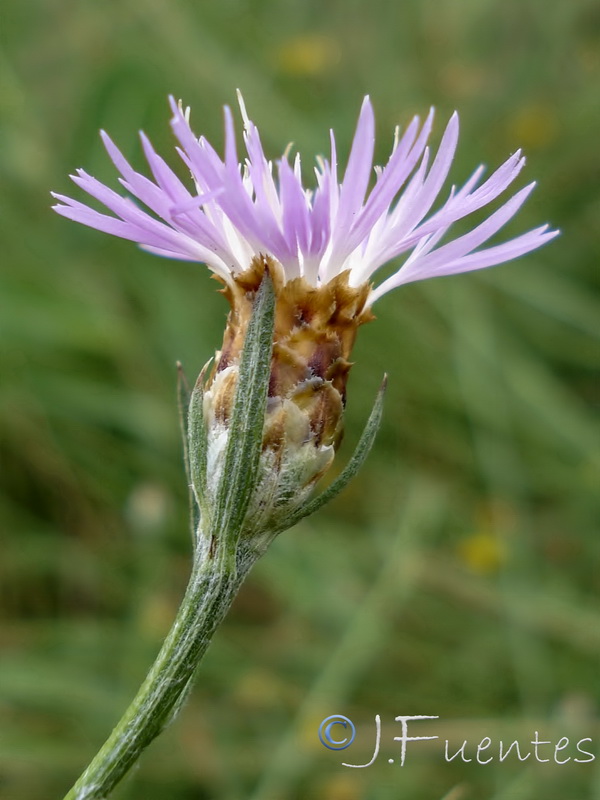 Centaurea dracunculifolia.07