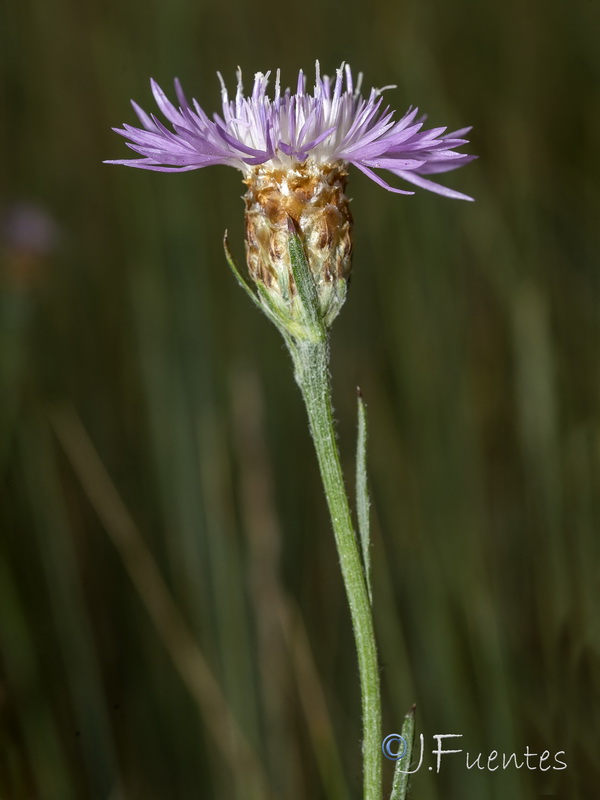 Centaurea dracunculifolia.11