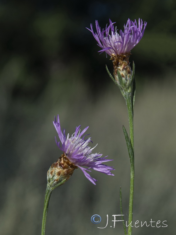 Centaurea dracunculifolia.13