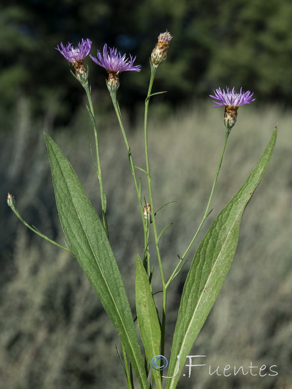 Centaurea dracunculifolia.12