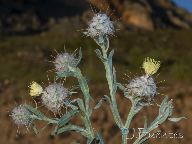Centaurea eriophora.06