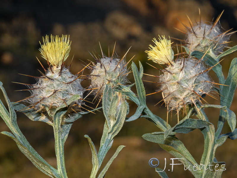 Centaurea eriophora.07