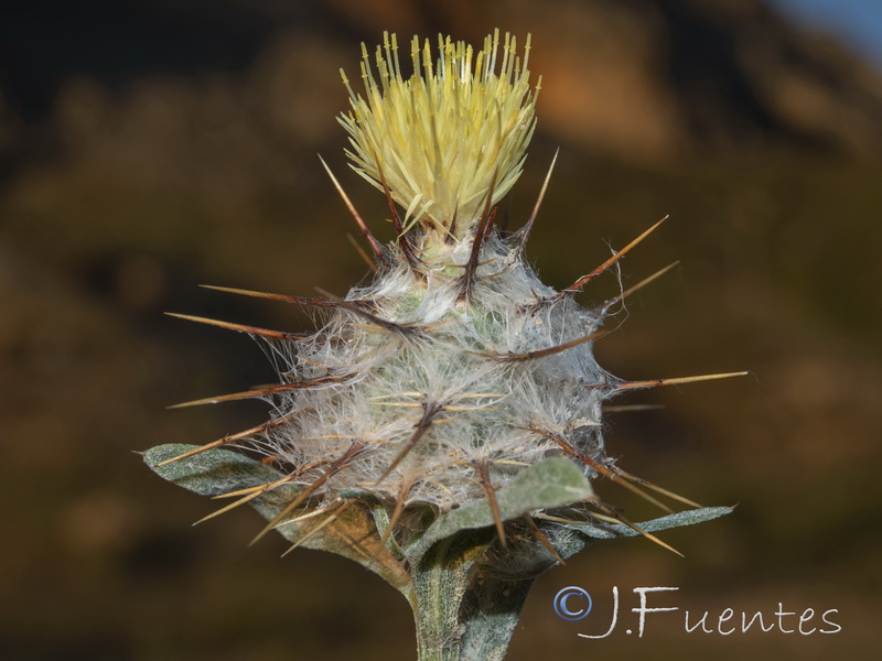 Centaurea eriophora.08