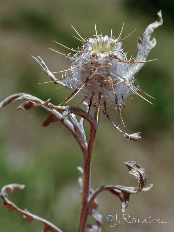 Centaurea eriophora.10