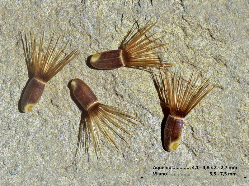 Centaurea eriophora.13