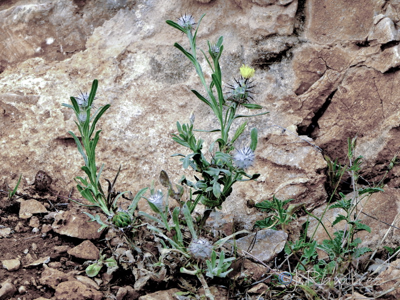 Centaurea eriophora.14