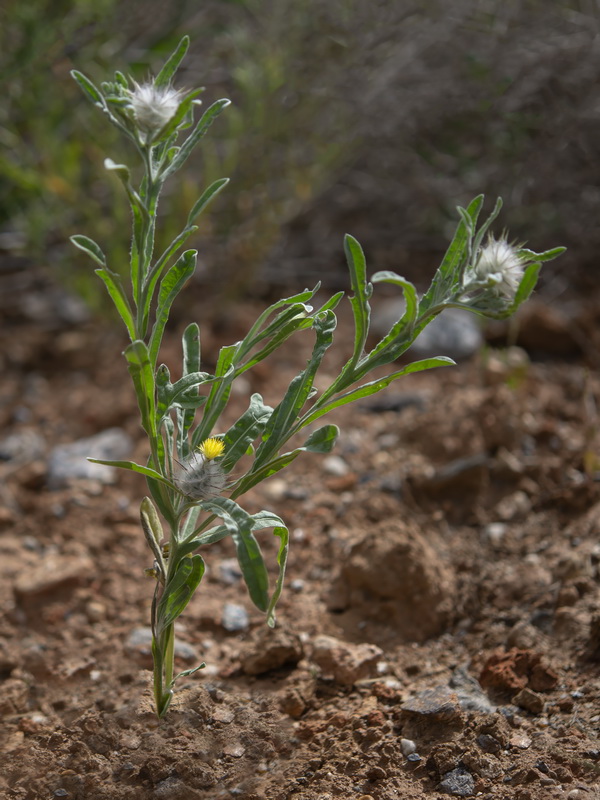 Centaurea eriophora.14