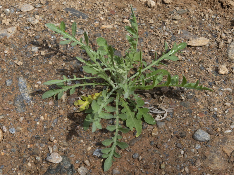 Centaurea eriophora.18