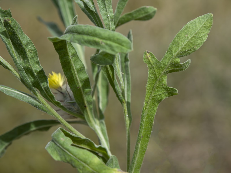 Centaurea eriophora.19