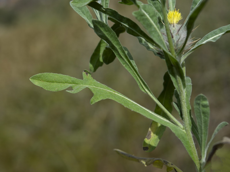 Centaurea eriophora.20