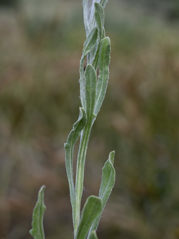 Centaurea eriophora.22