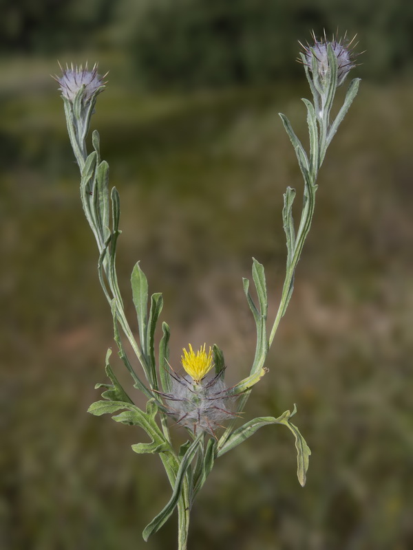 Centaurea eriophora.24