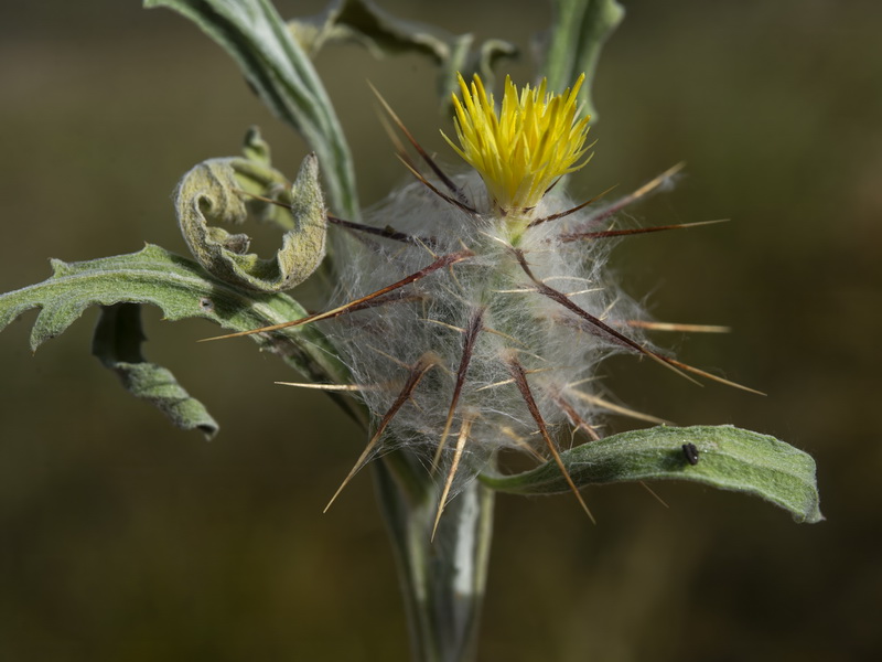 Centaurea eriophora.28