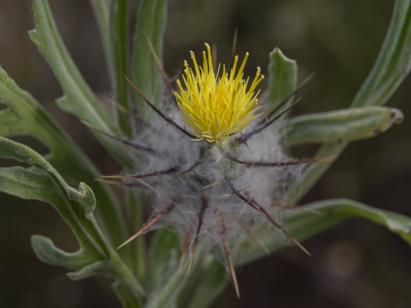 Centaurea eriophora.30