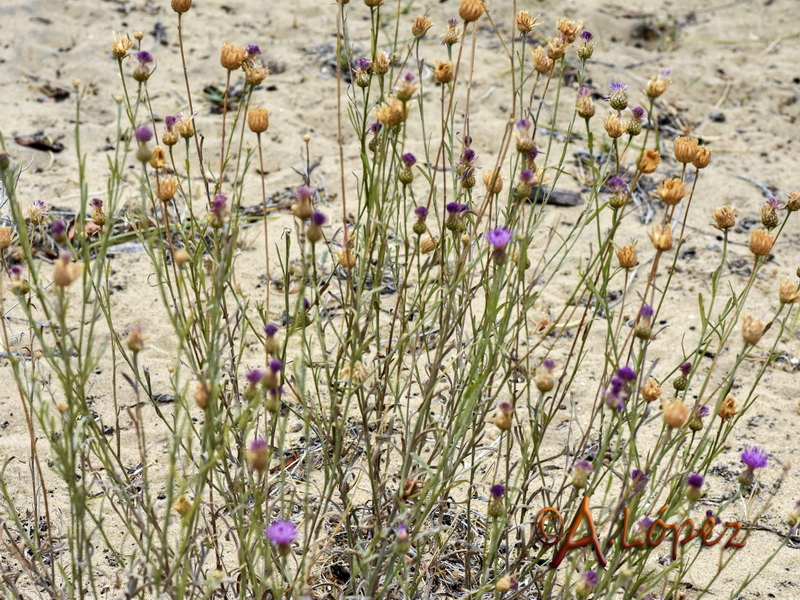 Centaurea exarata.01