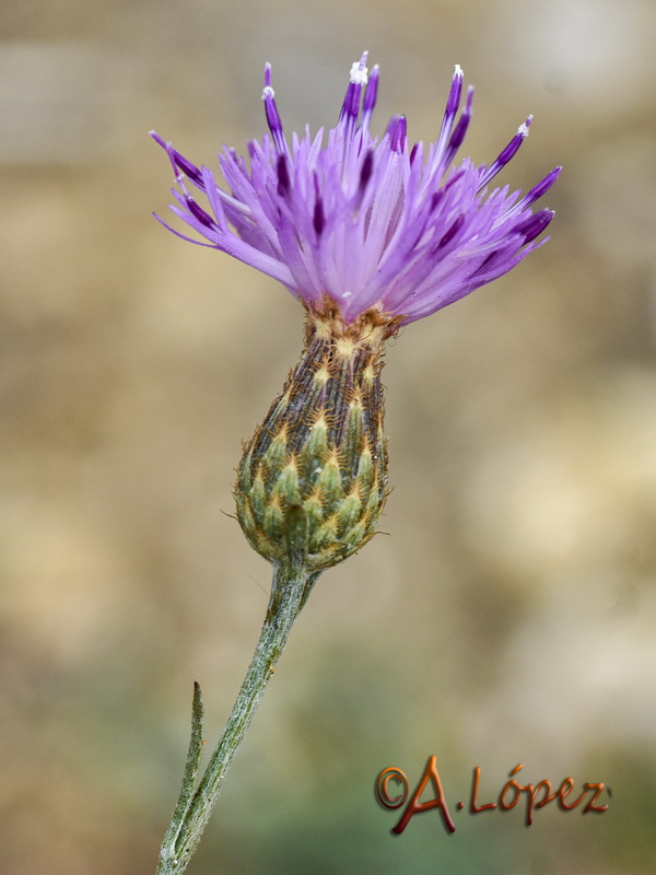 Centaurea exarata.03