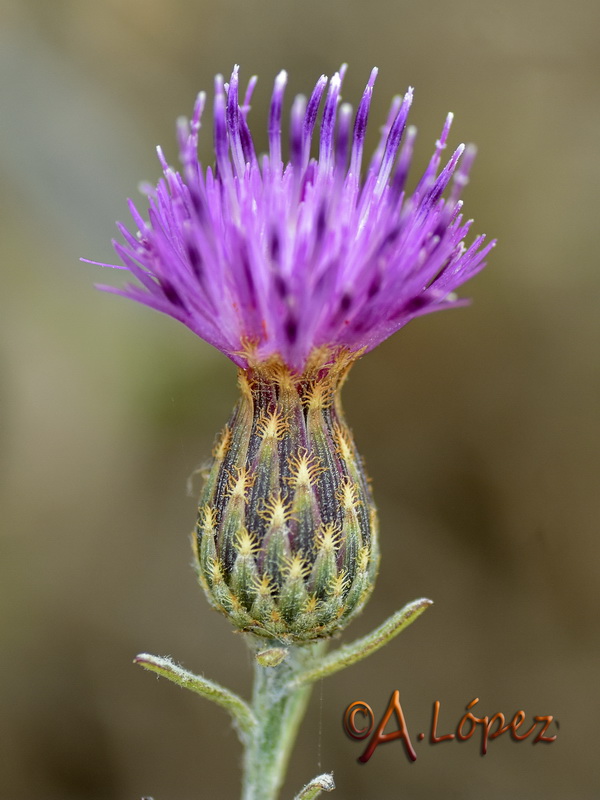 Centaurea exarata.04