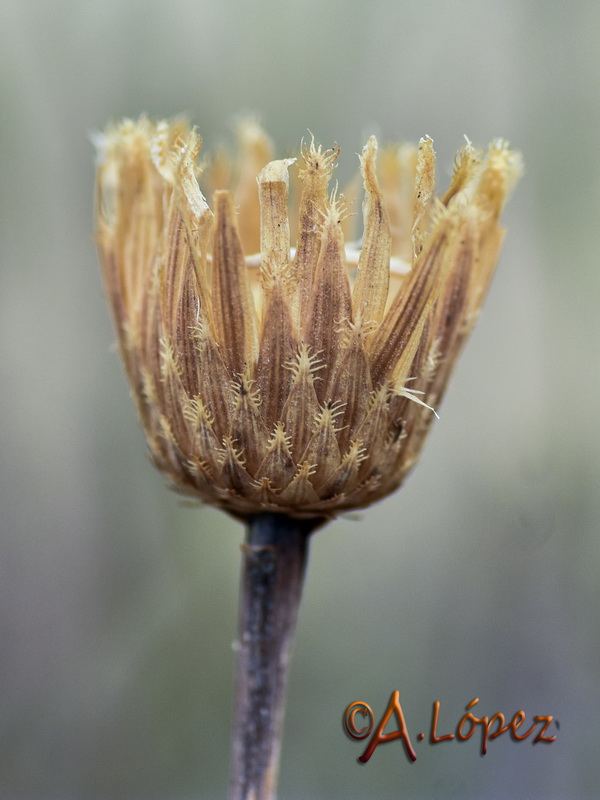 Centaurea exarata.05