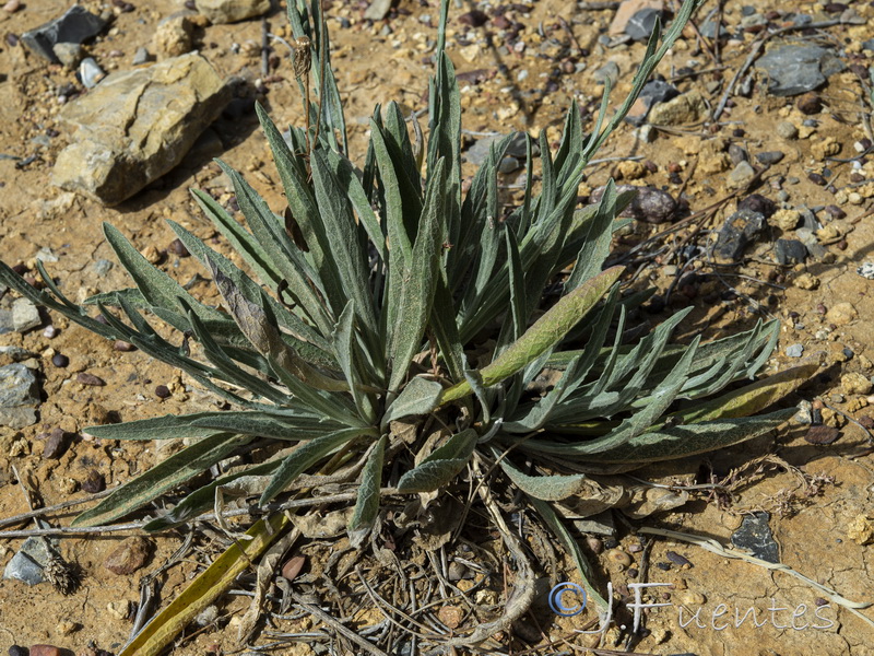 Centaurea exarata.02