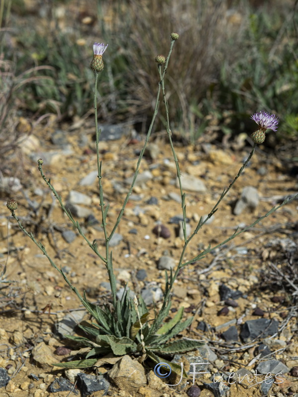 Centaurea exarata.08