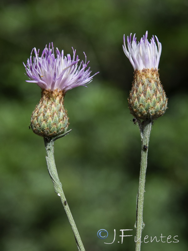 Centaurea exarata.10