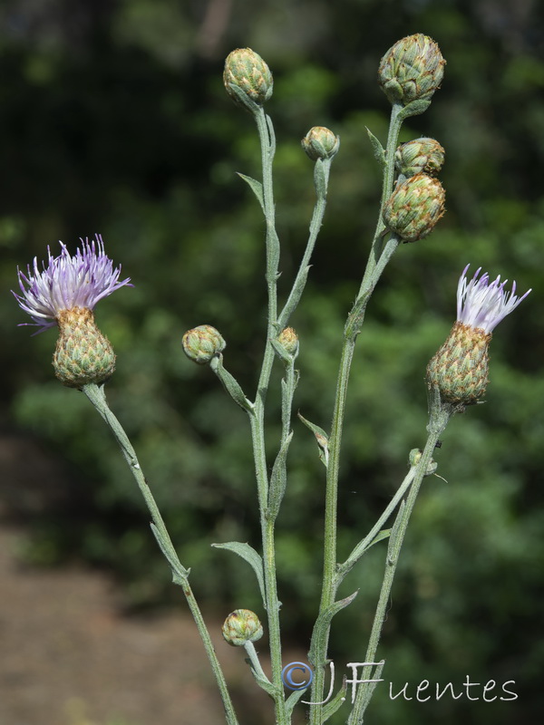 Centaurea exarata.11