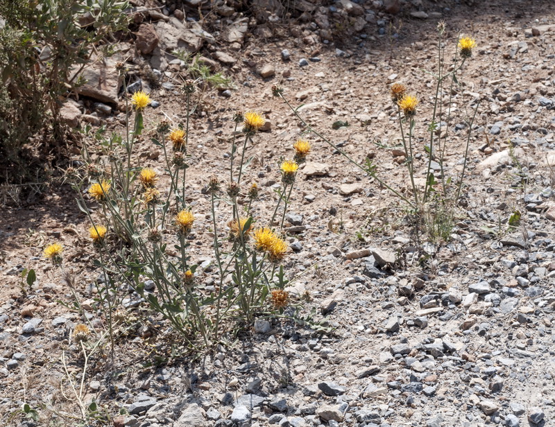 Centaurea gabrielis blancae.02