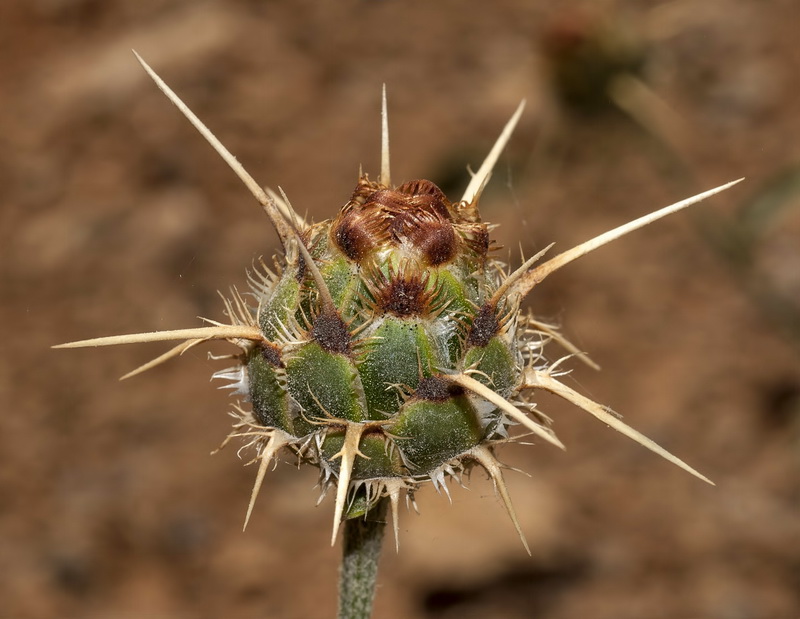 Centaurea gabrielis blancae.11