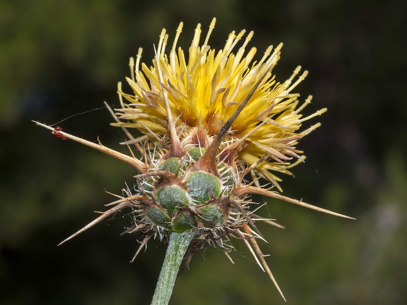 Centaurea gabrielis blancae.13