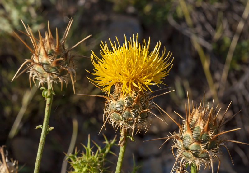 Centaurea gabrielis blancae.15