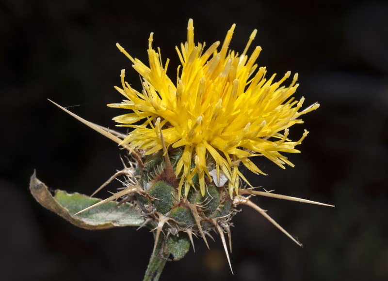 Centaurea gabrielis blancae.20