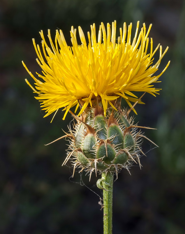 Centaurea gabrielis blancae.25