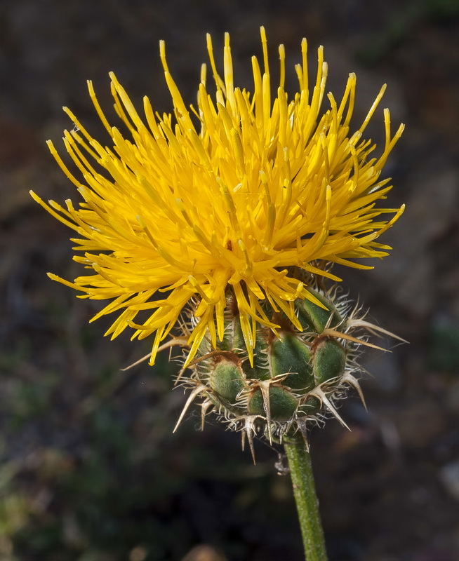 Centaurea gabrielis blancae.26