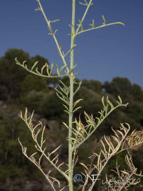 Centaurea gabrielis blancae.29