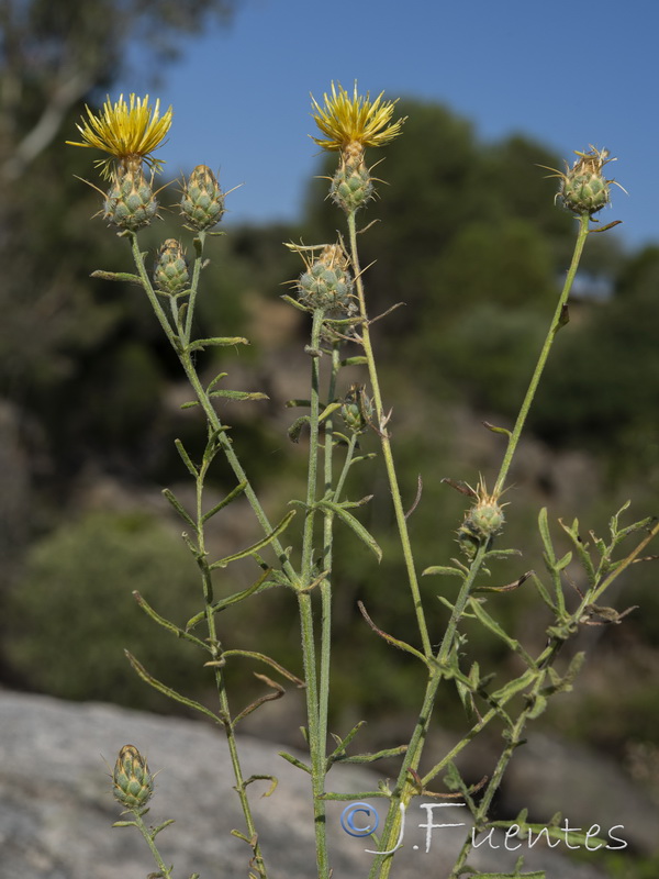 Centaurea gabrielis blancae.30