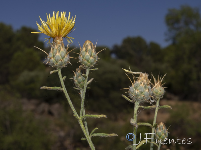 Centaurea gabrielis blancae.31