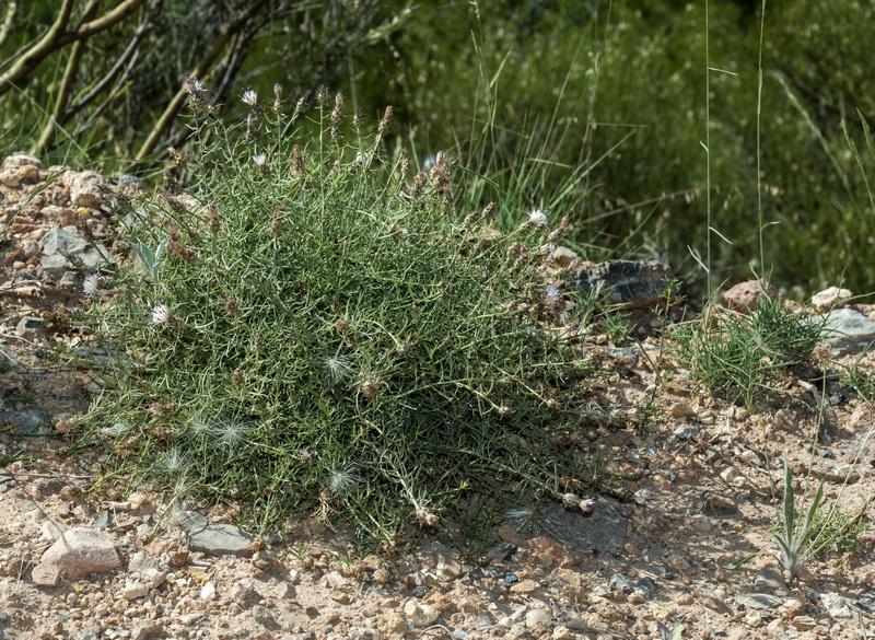 Centaurea gadorensis.01