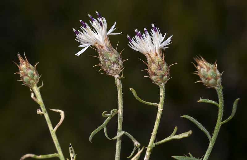 Centaurea gadorensis.03