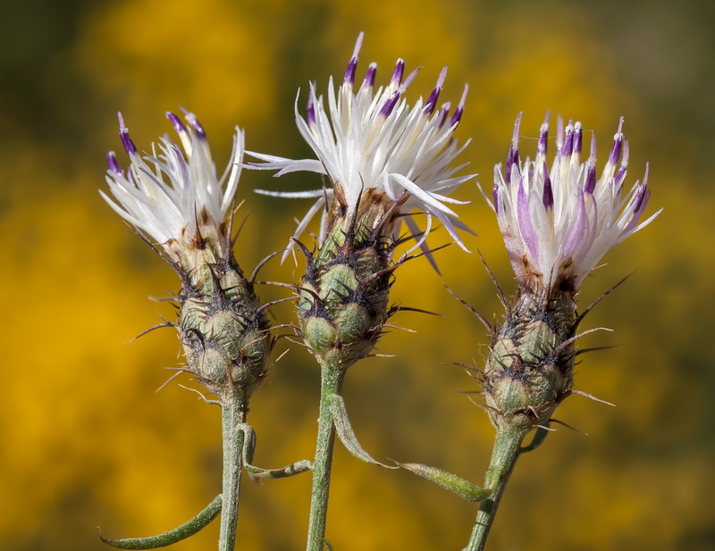 Centaurea gadorensis.04