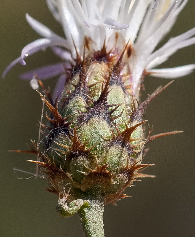 Centaurea gadorensis.06