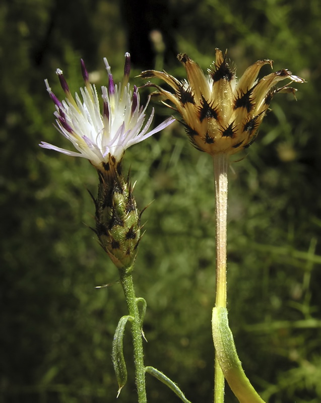 Centaurea gadorensis.07