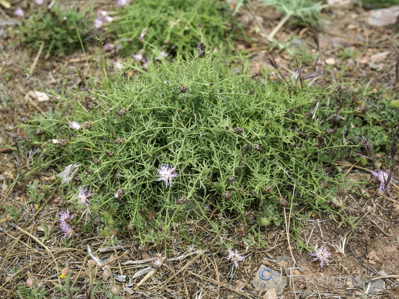 Centaurea gadorensis.08