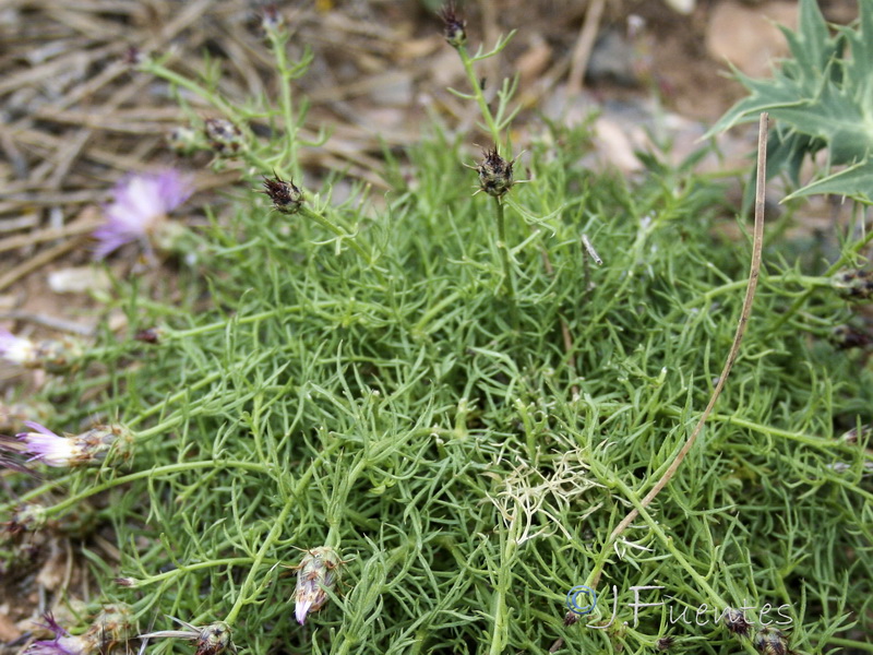 Centaurea gadorensis.09