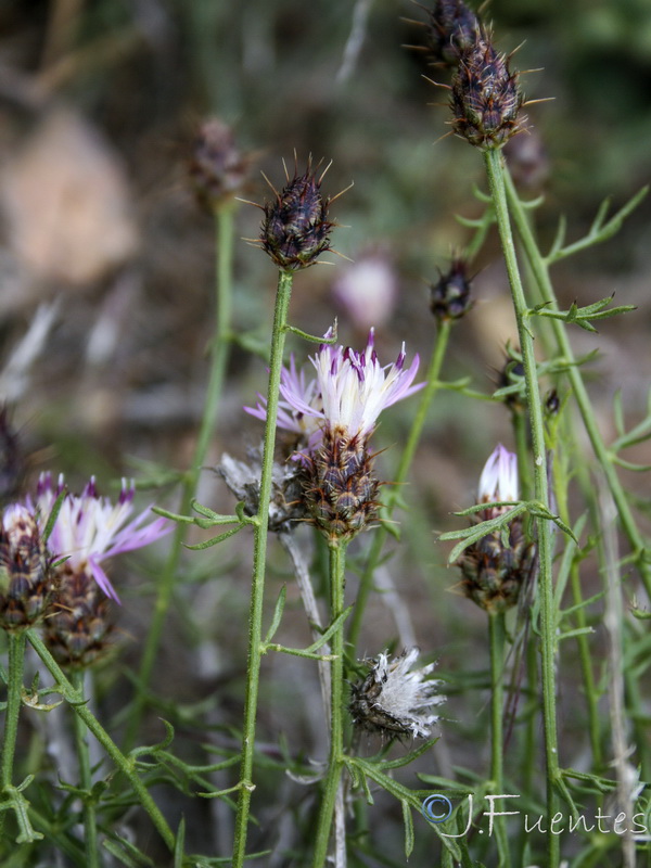 Centaurea gadorensis.12