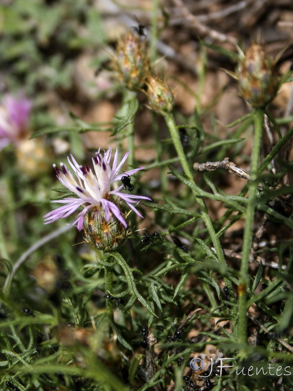 Centaurea gadorensis.14