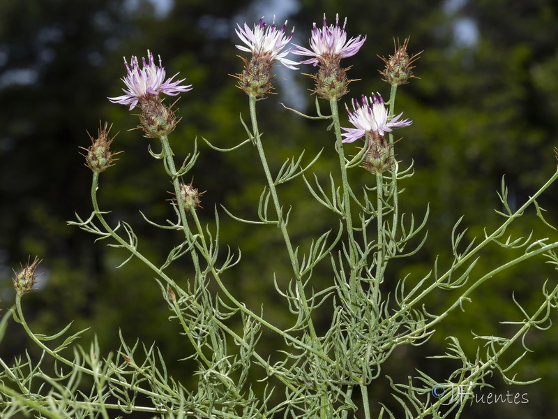 Centaurea gadorensis.19