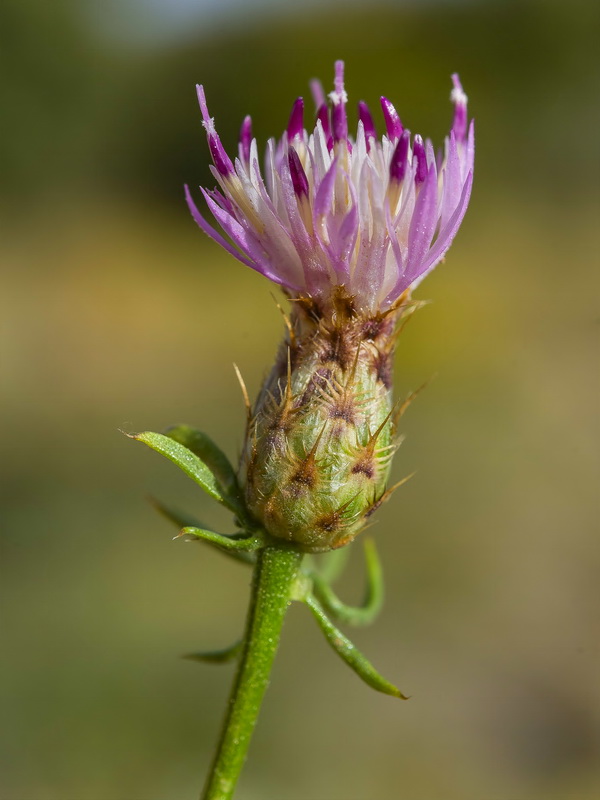 Centaurea gadorensis.21