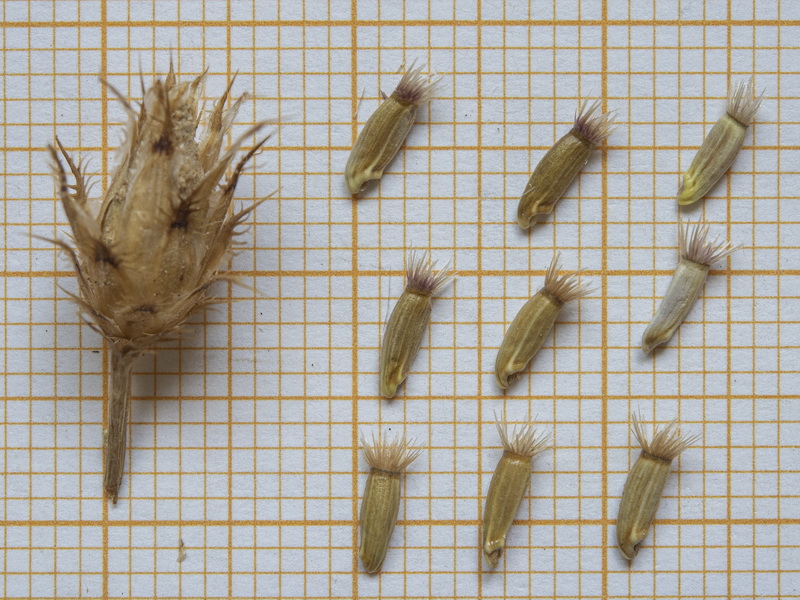 Centaurea gadorensis