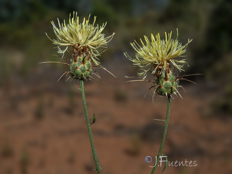 Centaurea galianoi.01